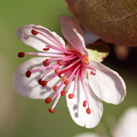 Oba Apple Malak Wage ( Chords )